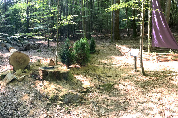 Wald für die Seele