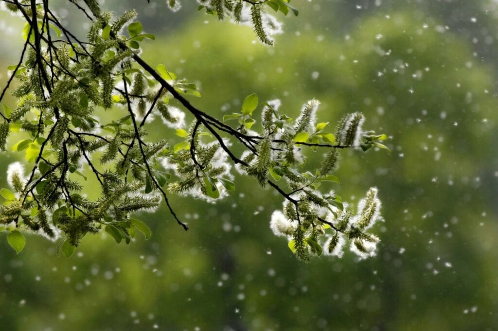 Frühling - Ast mit Kätzchen