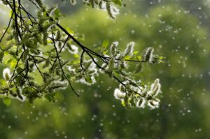 Frühling - Ast mit Kätzchen