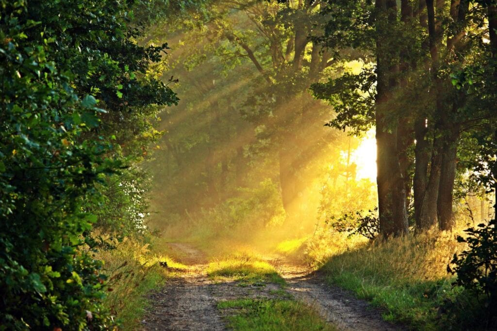 Sonnenstrahlen die durch die Bäume scheinen