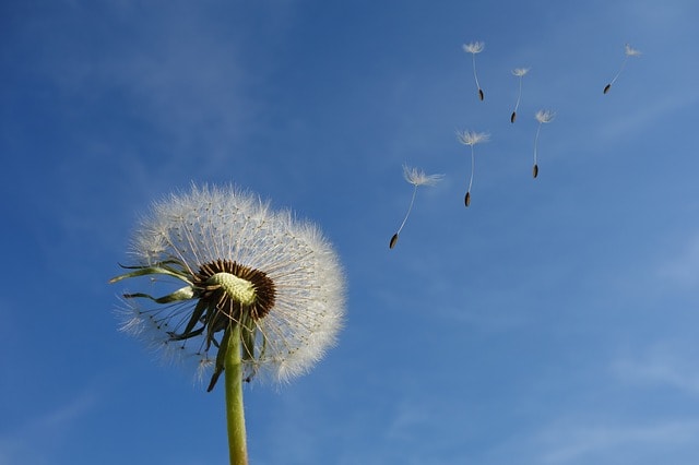 Pusteblume verliert Samen