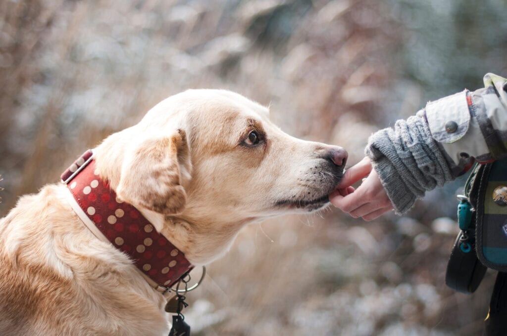 Person die einen Hund füttert