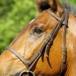 horse 800851 1920