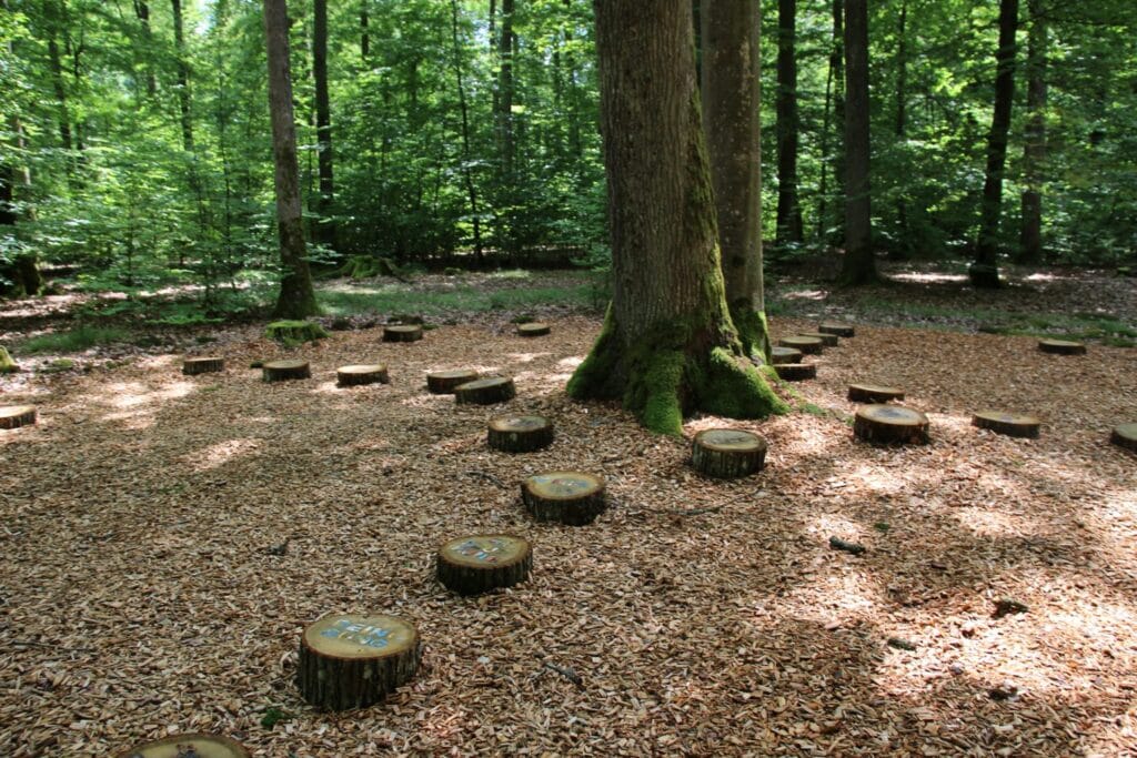 Baumstümpfe vor Baum