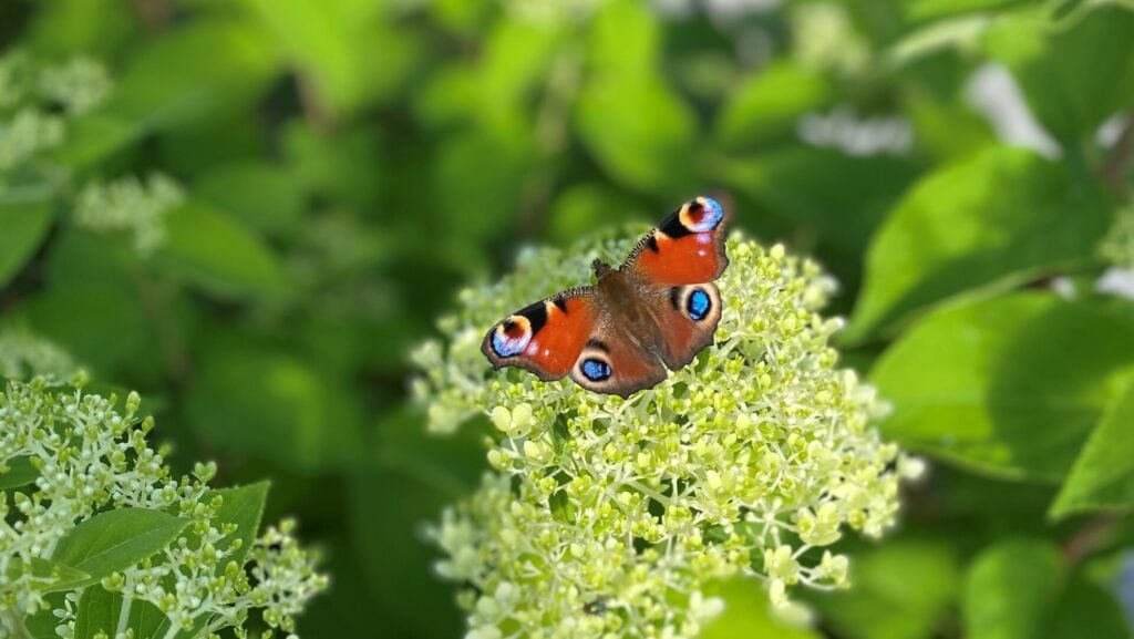 Hochsensibilität Schmetterling auf Blume