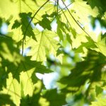 Naturtherapie in der Heiligenfeld Klinik Waldmünchen