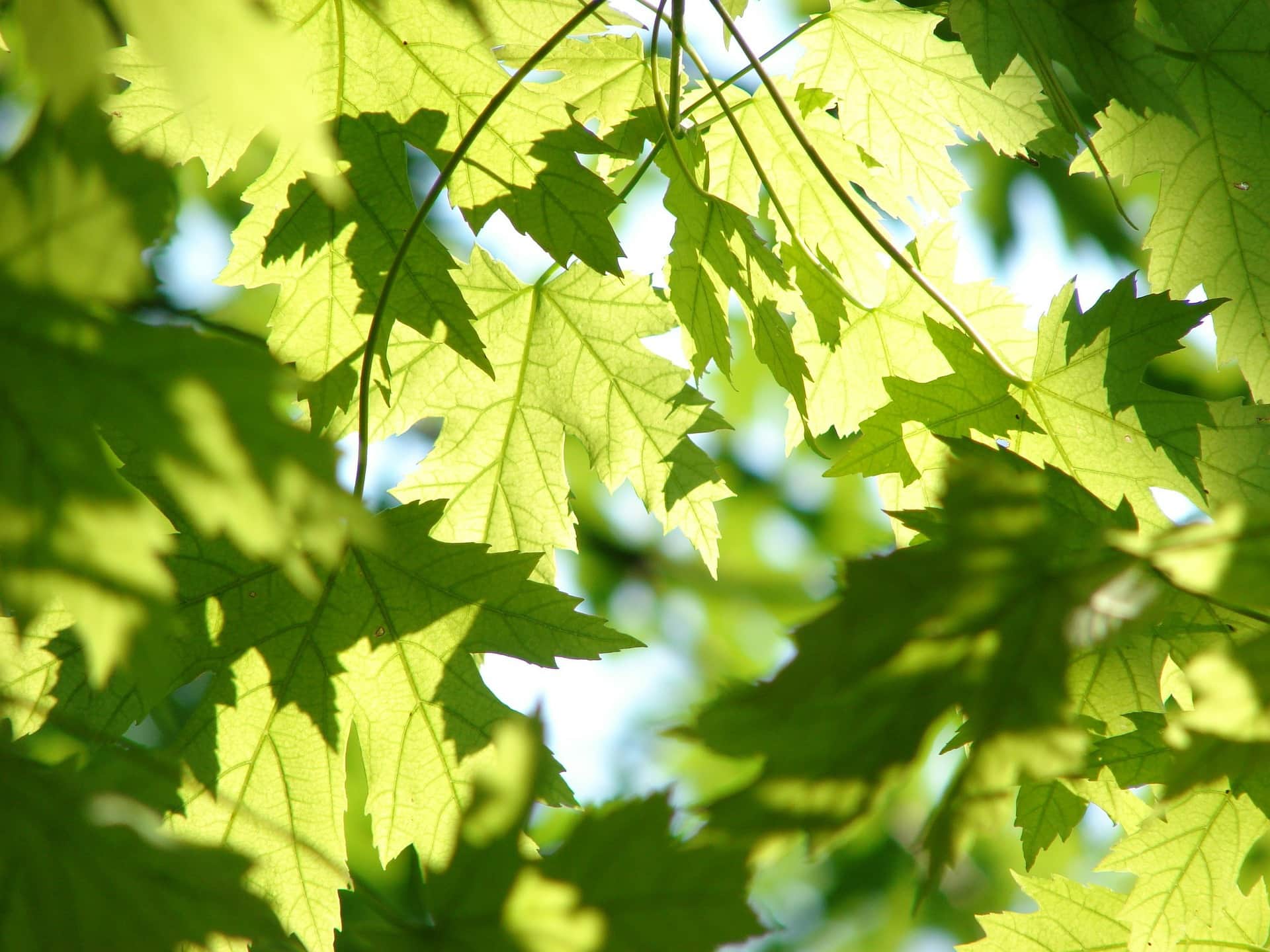 LQ leaves 291024 1920