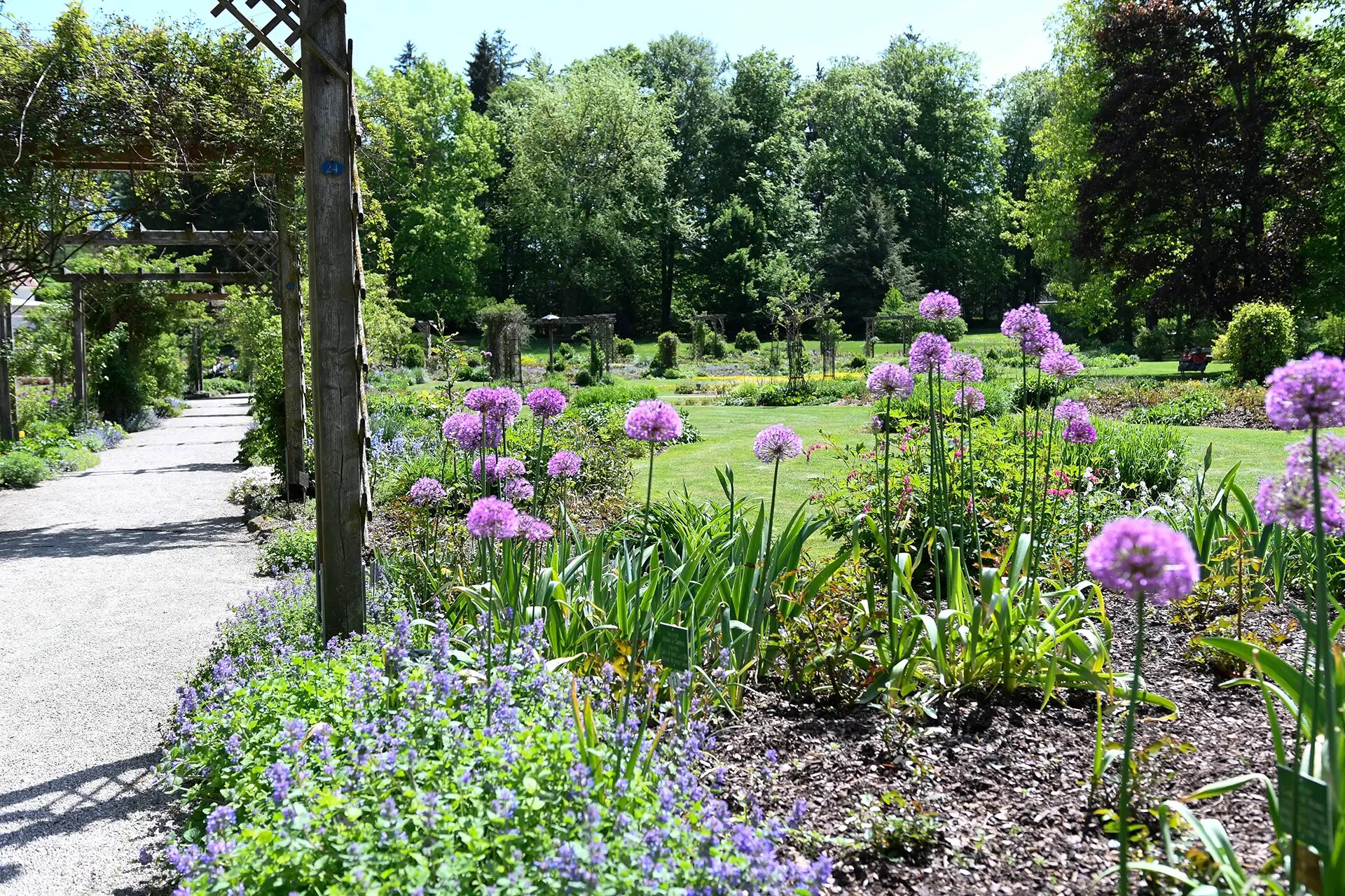 Lila Blueten und schattiger Gartenweg im sonnigen botanischen Garten.