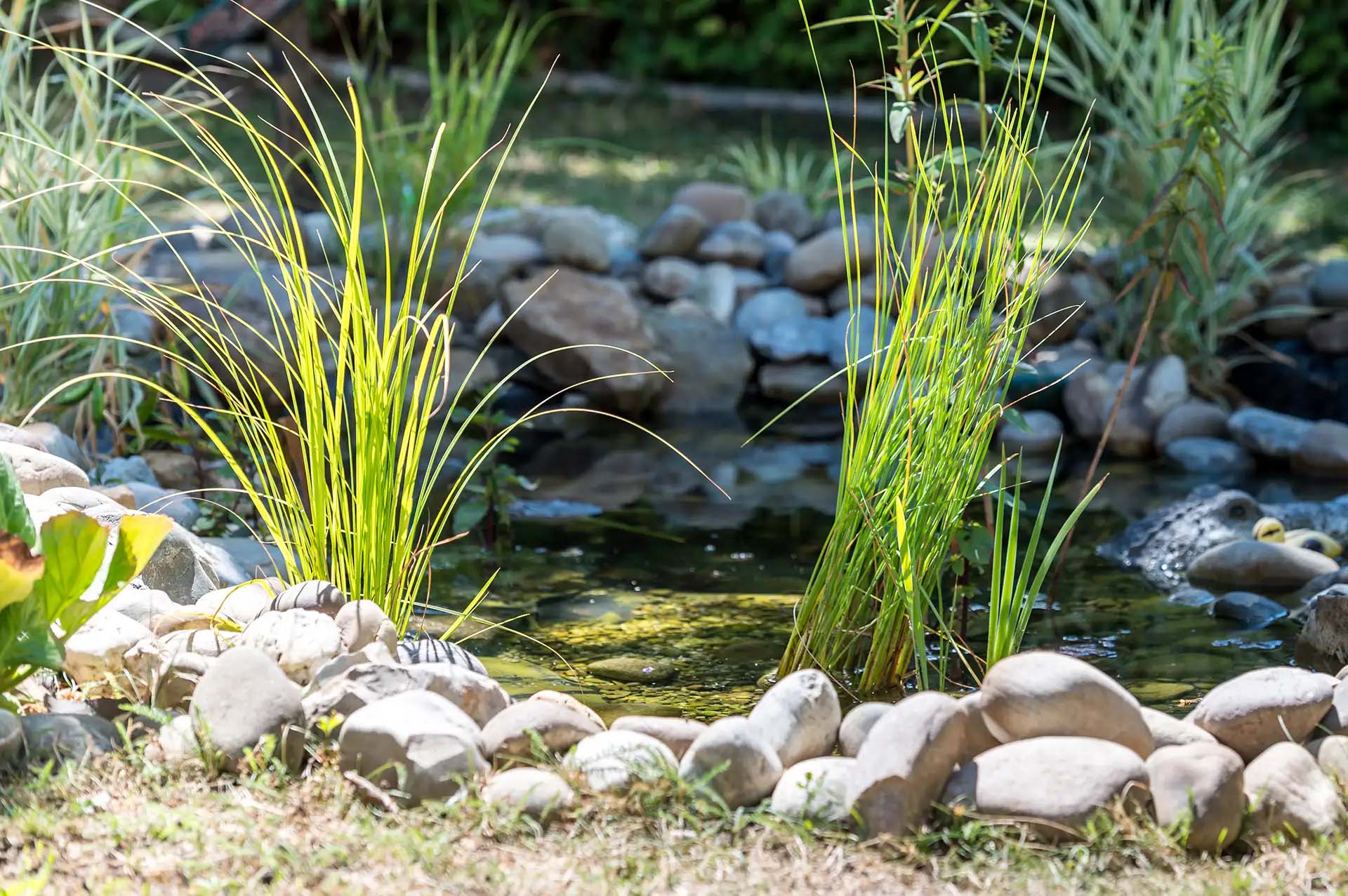 Kleiner Teich mit Graesern und Steinen im Garten.