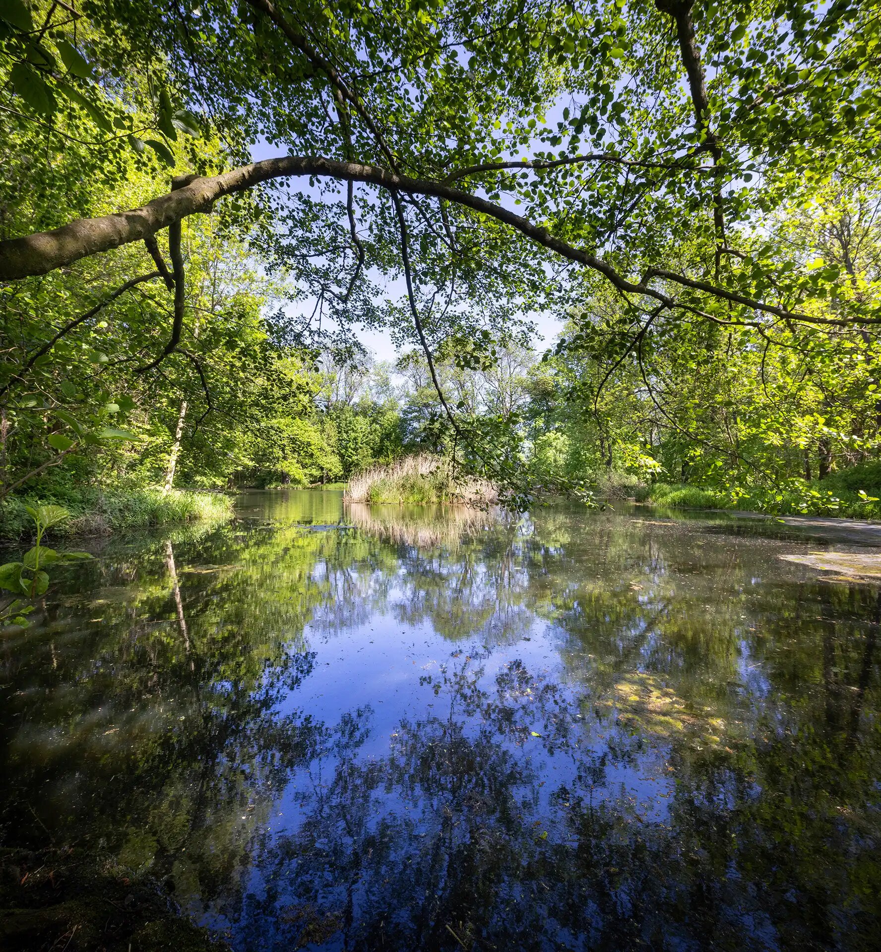 Stillen Teich mit spiegelndem Wasser, umgeben von gruener, dichter Natur.
