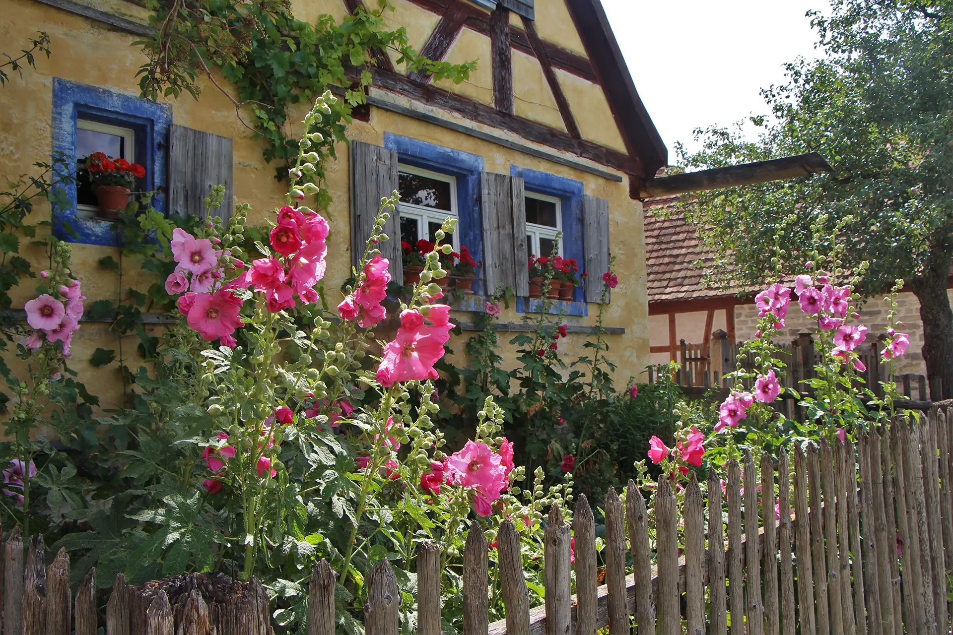 Fachwerkhaus mit gelber Fassade, blauen Fensterrahmen, Holzzaun, blühende Stockrosen, ländlicher Charme.
