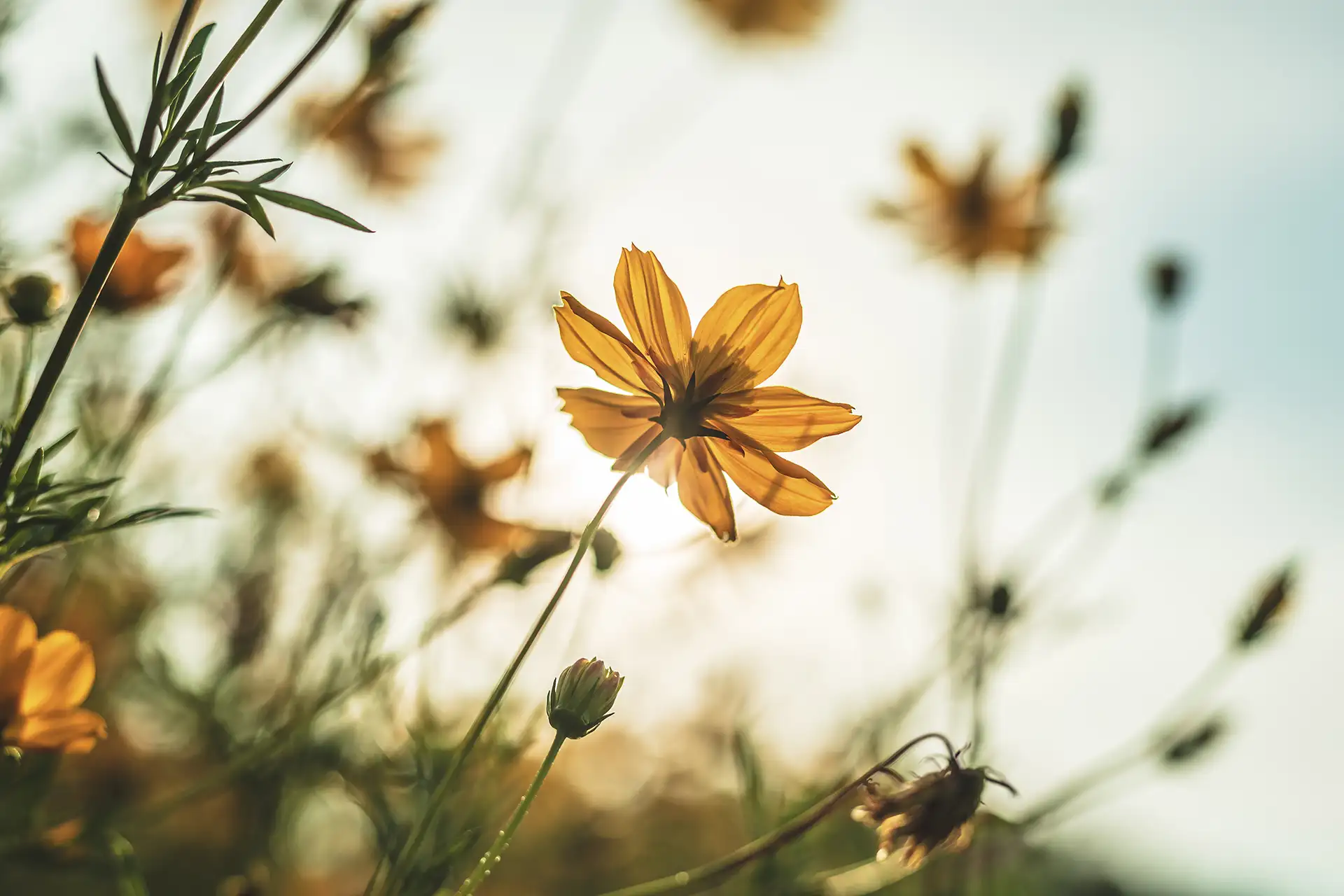 Eine gelbe Blume im Sonnenlicht, umgeben von unscharfen, grünen Stängeln.