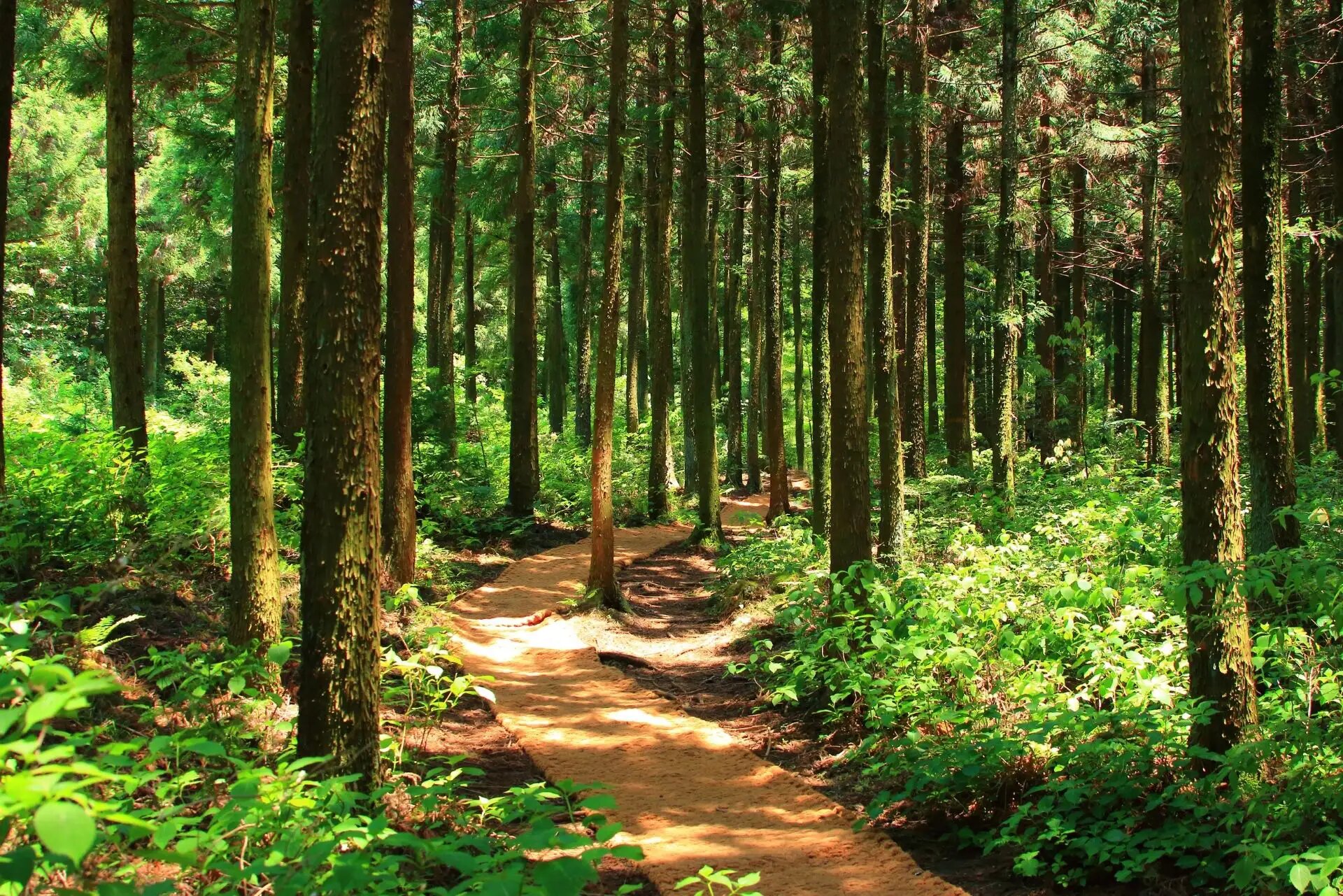Ein schmaler, sonnenbeschienener Pfad windet sich durch einen dichten Wald.