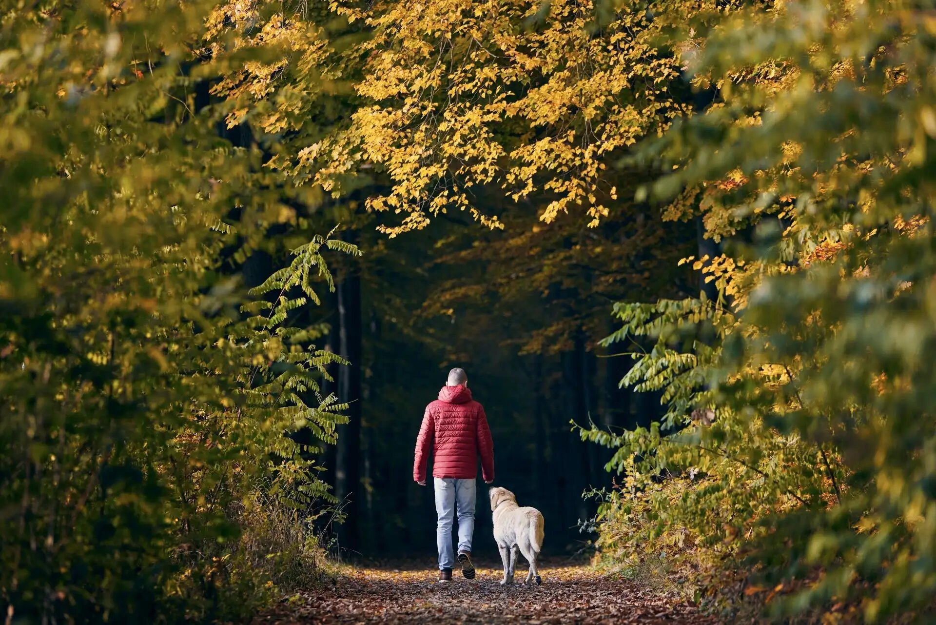Person mit Hund spaziert durch herbstlichen Wald, umgeben von goldenen Blättern.
