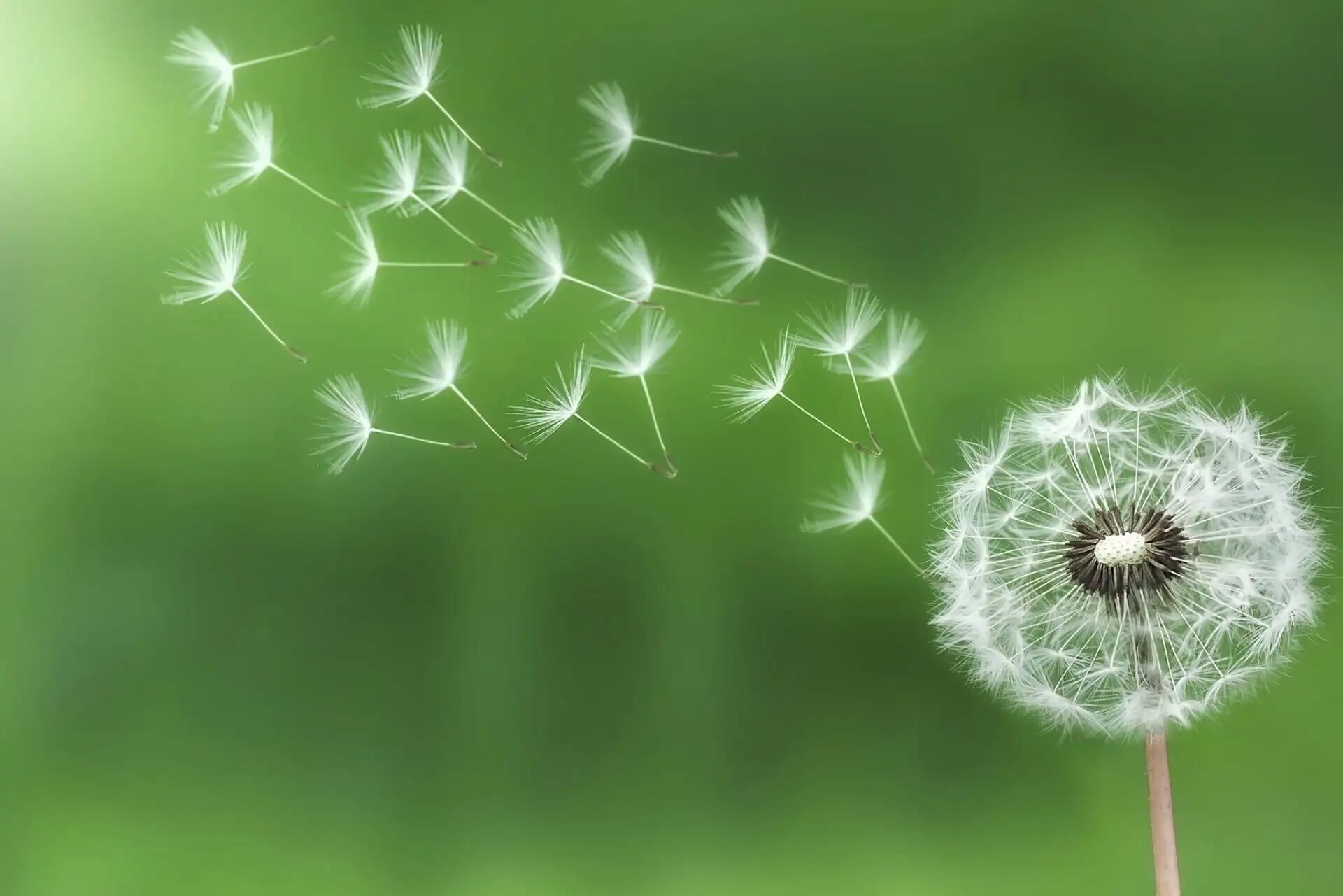 Pusteblumensamen fliegen sanft im Wind vor grünem Hintergrund.