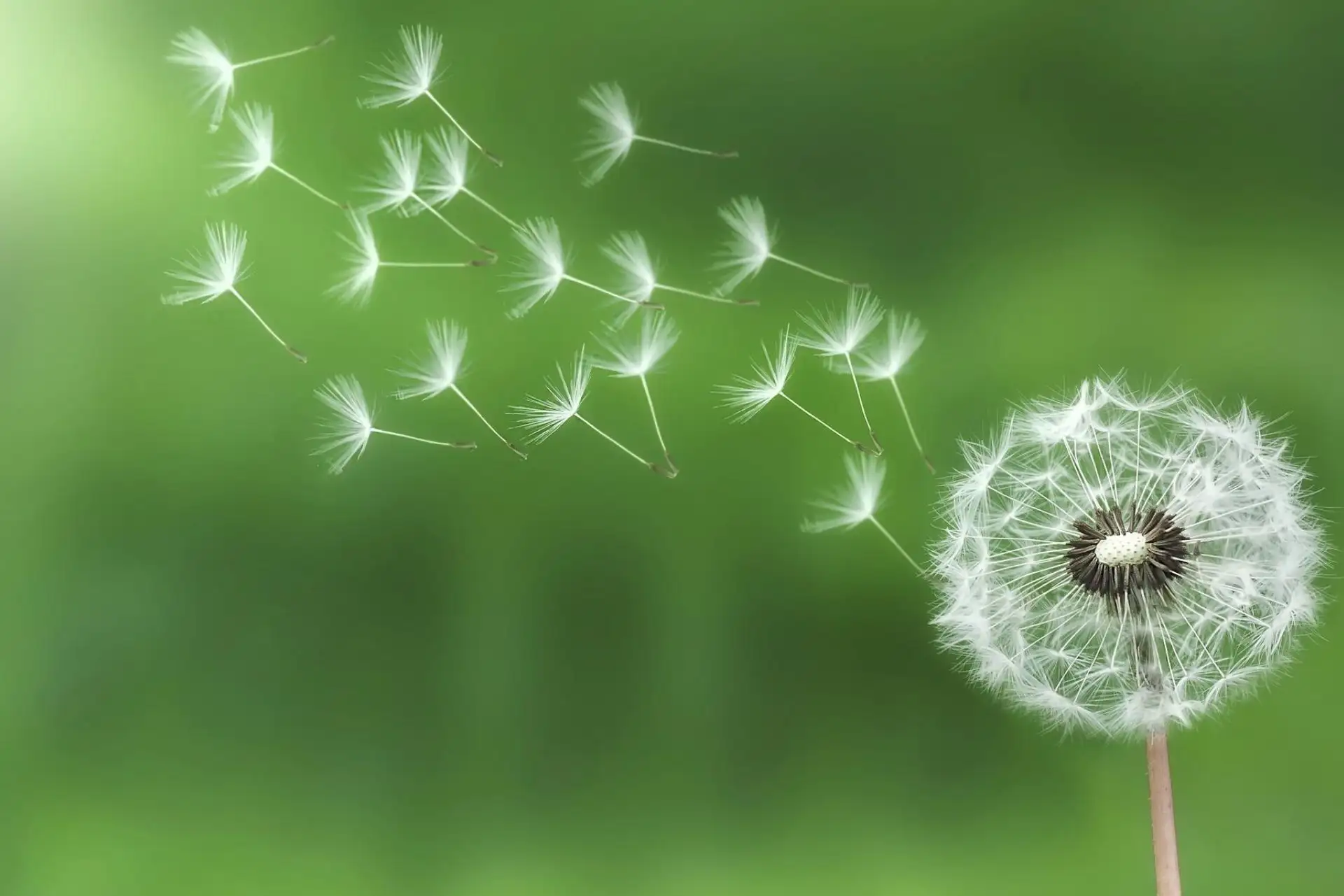 Pusteblumensamen fliegen sanft im Wind vor grünem Hintergrund.