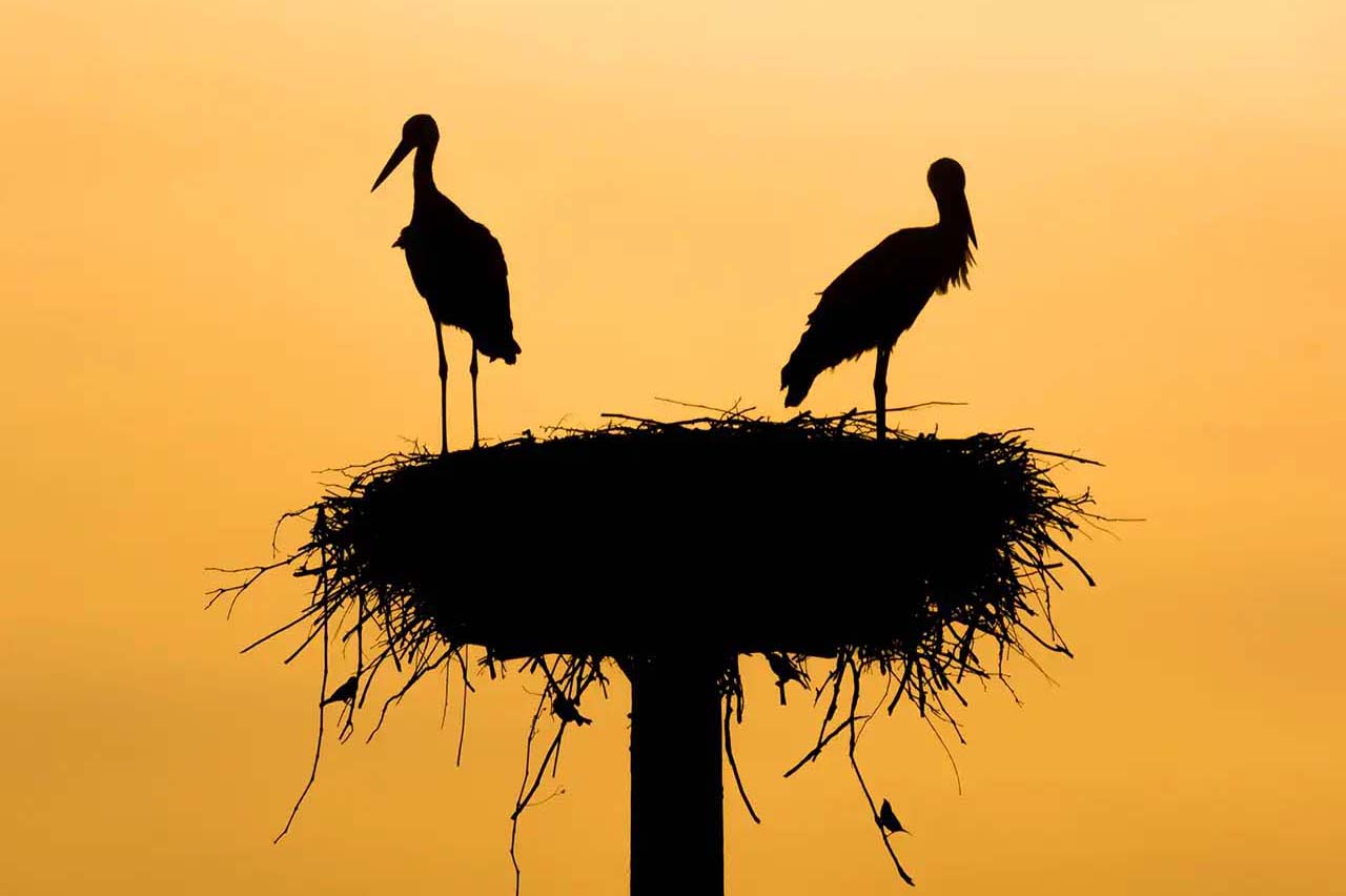 Zwei Störche stehen auf einem Nest, silhouettiert vor gelbem Himmel.