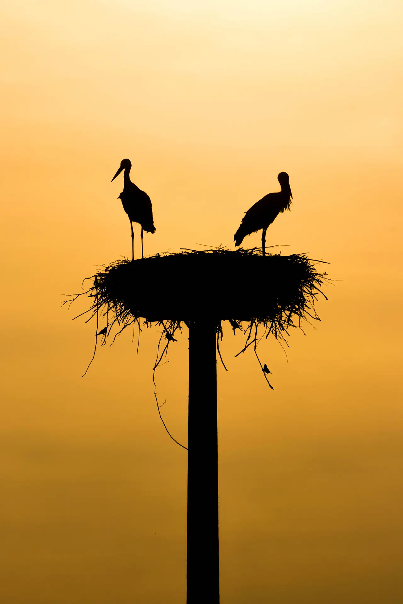 Zwei Störche stehen auf einem Nest, silhouettiert vor gelbem Himmel.