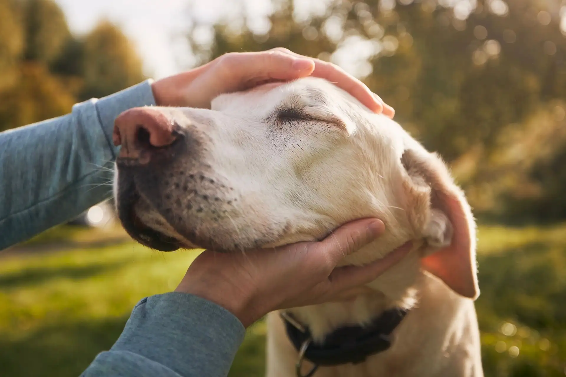 Eine Person streichelt sanft einen entspannten Hund im Sonnenschein.