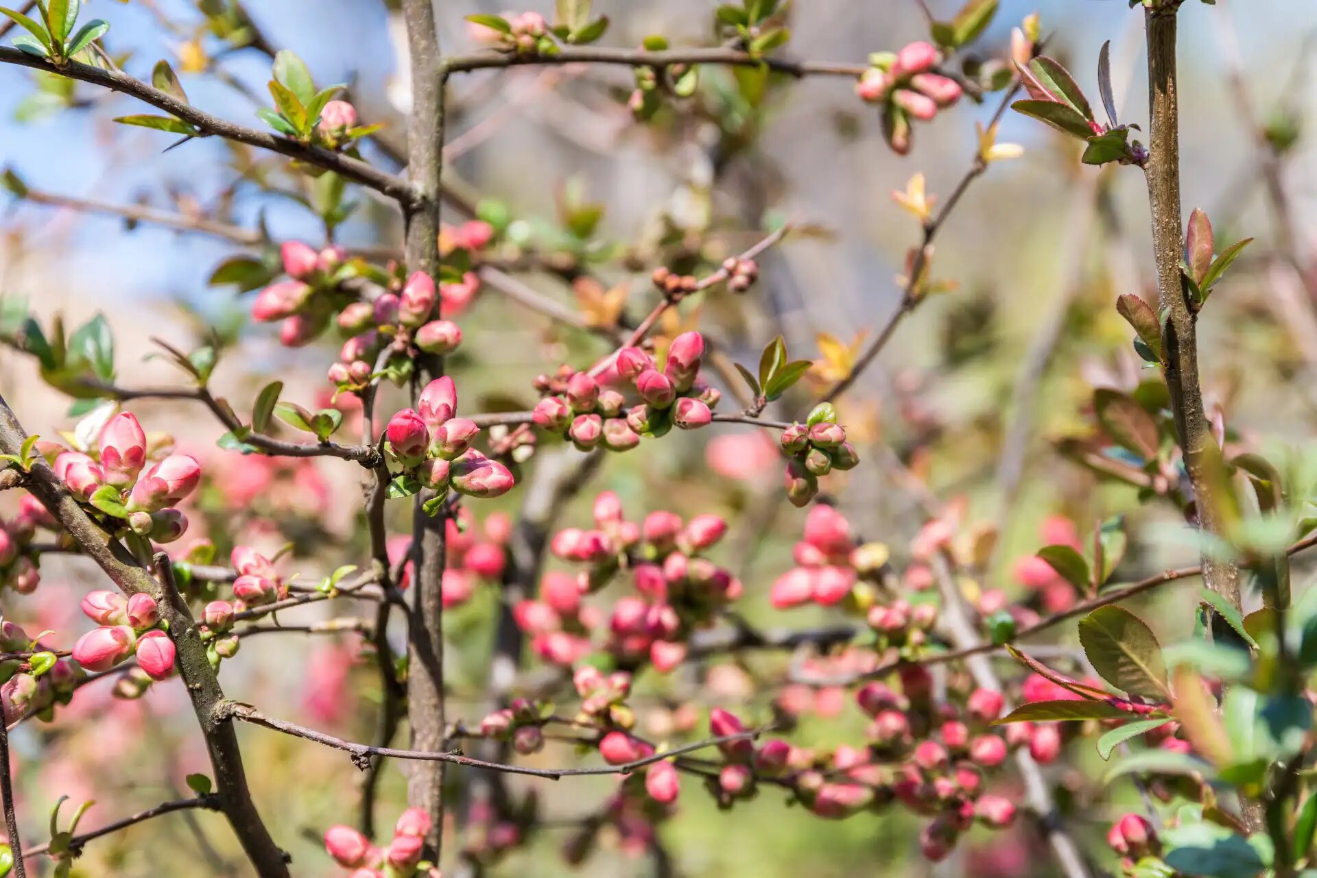 Frühlingszweige, rosa Blütenknospen, Natur, frisches Grün, Wachstum, Lebendigkeit, Sonnenschein.
