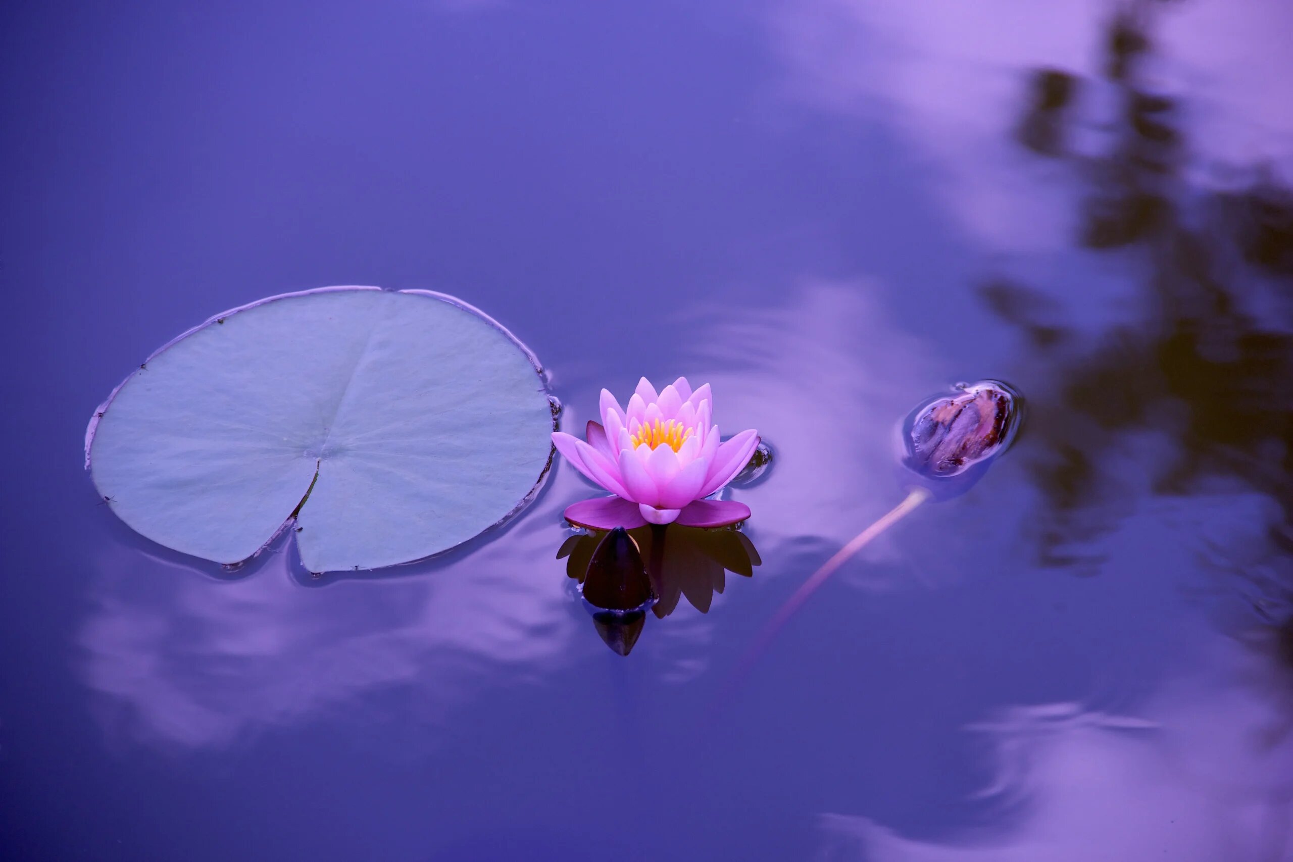 Qigong-Übung: Die Harmonie der fünf Elemente