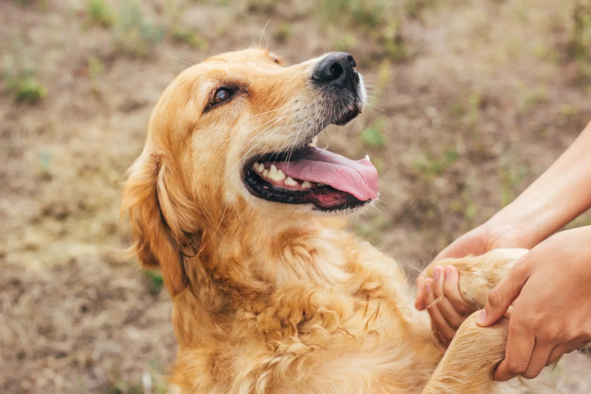 Golden Retriever, dessen Pfoten in den Händen einer Person liegen.