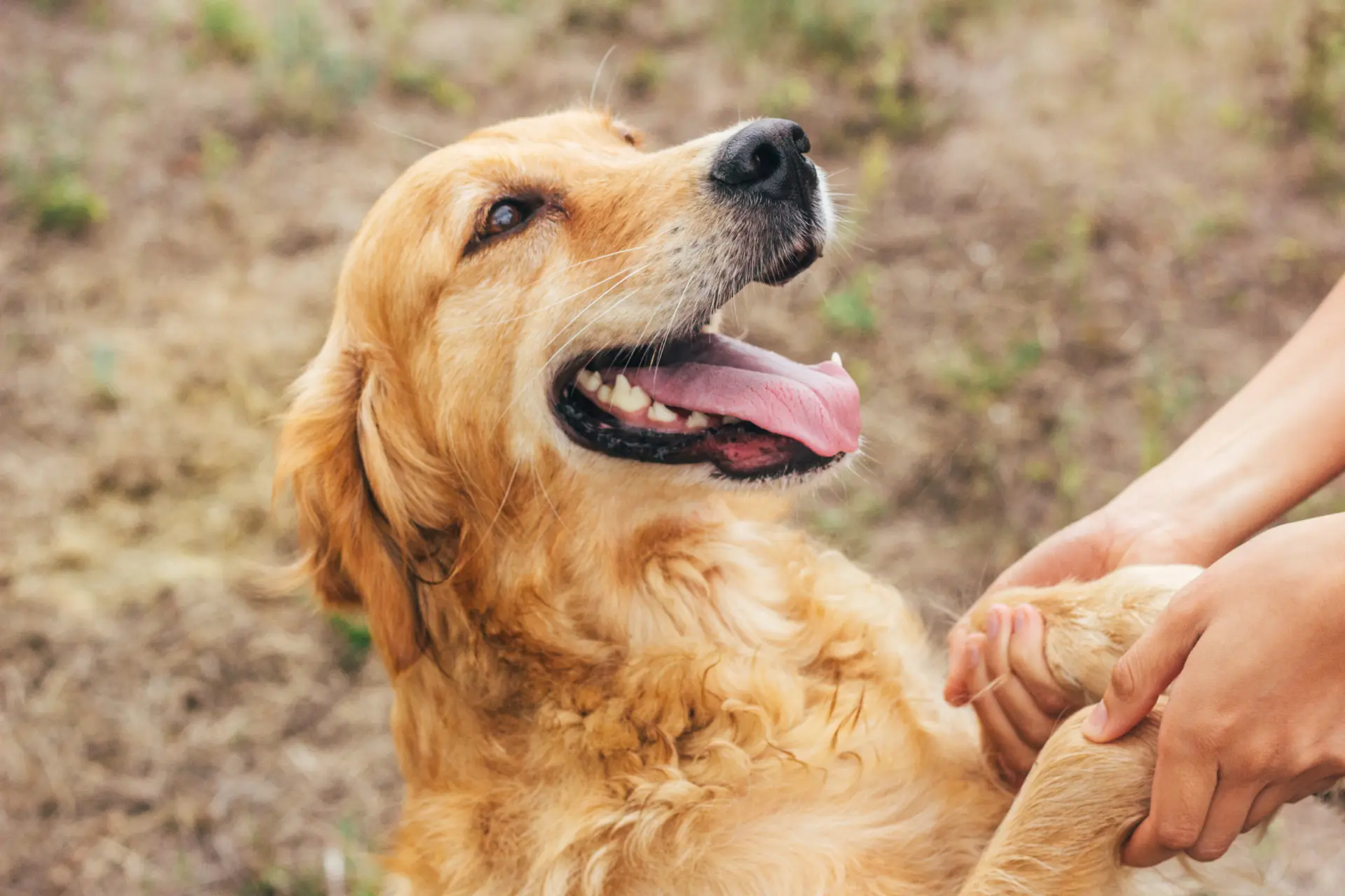 Mit dem eigenen Hund in die Klinik: Erfahrungsbericht aus der Tierbegleiteten Therapie